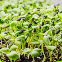Sunflower Microgreens Seeds – Fast-Growing, Nutrient-Rich Seeds for Planting Indoors or Outdoors