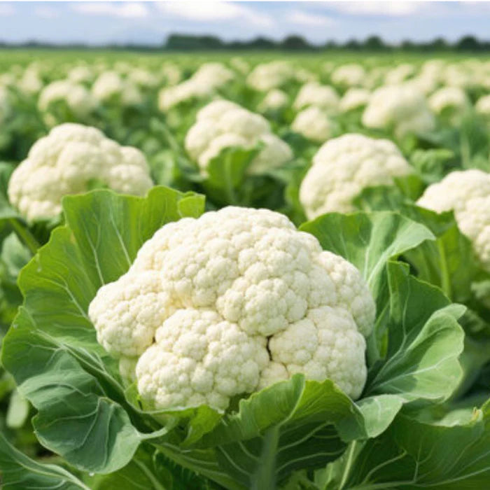 Self Blanching Cauliflower Seeds for Planting heirloom & Non-GMO Seeds