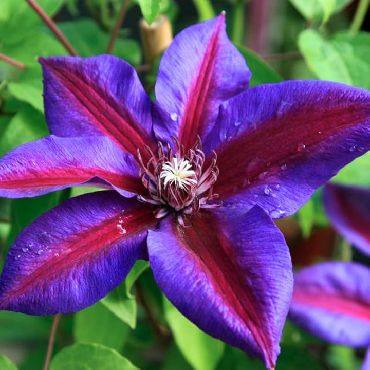 Red Purple Clematis Flower Seeds – Heirloom Non-GMO Vining Blooms for Garden Planting