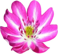 Pink White Nolilis Seeds for Planting, NON GMO Seeds