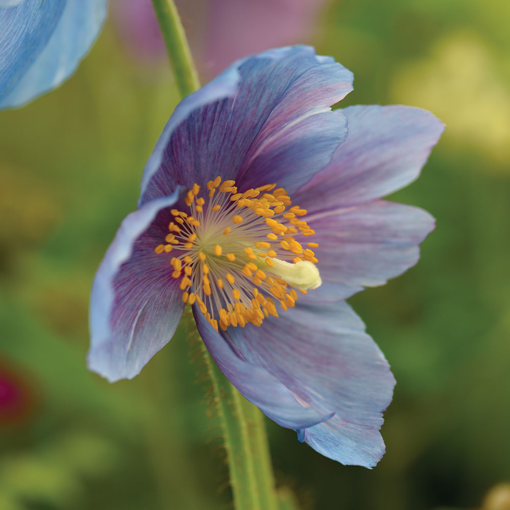 Lingholm Flower Seeds for Planting - NON GMO Seeds