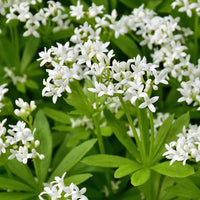 Sweet Woodruff Flower Seeds for Planting -Heirloom, Non-GMO, Beautiful Blooms for Home Garden