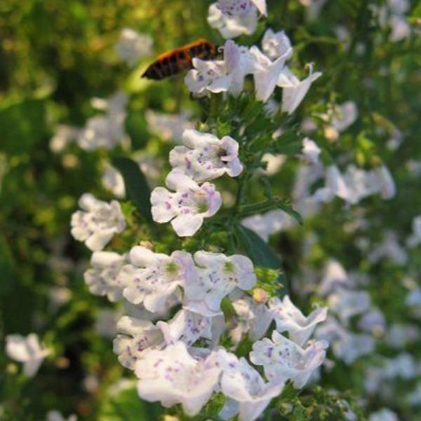 Calamintha Flower Seeds – Heirloom, Non-GMO, Fragrant Pollinator-Friendly Blooms for Garden Planting