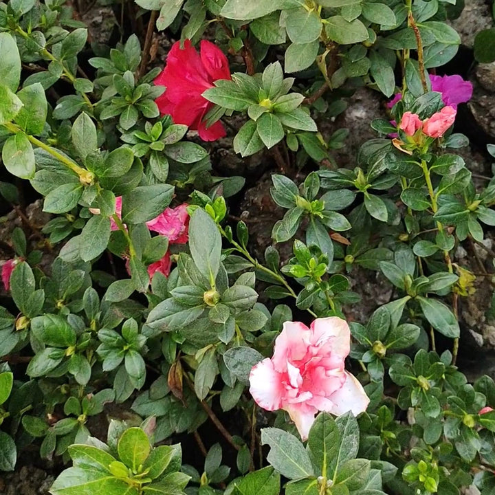 Azalea Flower Seeds Multicolor for Planting NON GMO Seeds