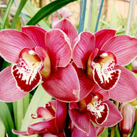 Premium Cymbidium orchid bulbs prepared for planting.
