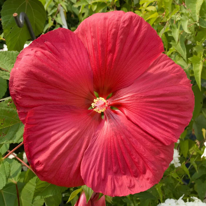 Perennial Flower Seeds for Planting - 100 pcs