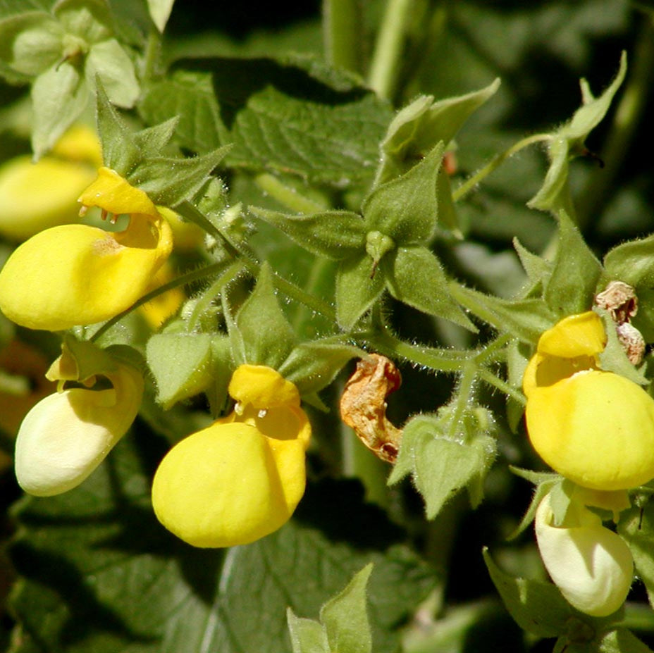 Calceolaria Plant Seeds for Planting - 100 Pcs pcs