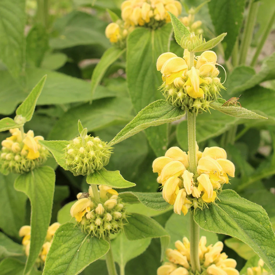 Sage Jerusalem Flower Seeds – Heirloom Non-GMO Aromatic Blooms for Drought-Tolerant Garden Planting