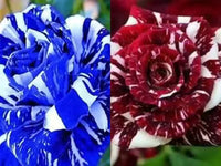 Mix Dragon Rose Flower Plant Seeds Non-GMO Heirloom Garden Seeds for Planting and Growing