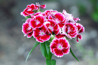 White Pink Dianthus Barbatus Flower Seeds for Planting - 100 pcs