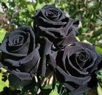Romantic Rose Blooms Heirloom Non-GMO Seeds for Planting