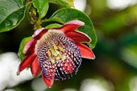Passiflora Alata Flower Seeds for Planting- NON GMO Seeds