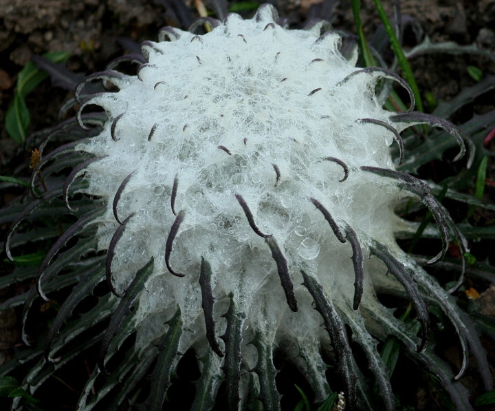 Heirloom Non-GMO Saussurea Plant Seeds for Unique Foliage and Alpine Garden Planting