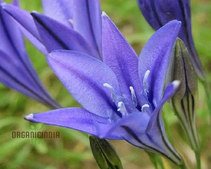 Fabiola Flower Seeds for Planting, NON GMO Seeds