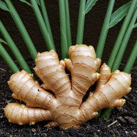 Organic Ginger Planting Rhizomes – Non-GMO Ginger Root for Home Garden Cultivation