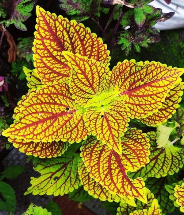 Heirloom Non-GMO Yellow Red Coleus Plant Seeds for Planting – Vibrant Foliage for Shaded Garden Borders