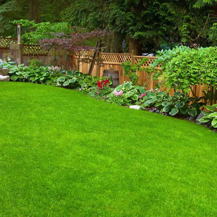 Lawn Grass Seeds ? Decorative Multi-Hued Turf for Front & Backyards