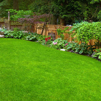 Lawn Grass Seeds ? Decorative Multi-Hued Turf for Front & Backyards