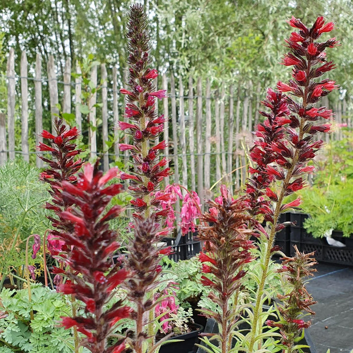 Amoenum Red Flower Seeds for Planting – Organic, Heirloom, Non-GMO Seeds