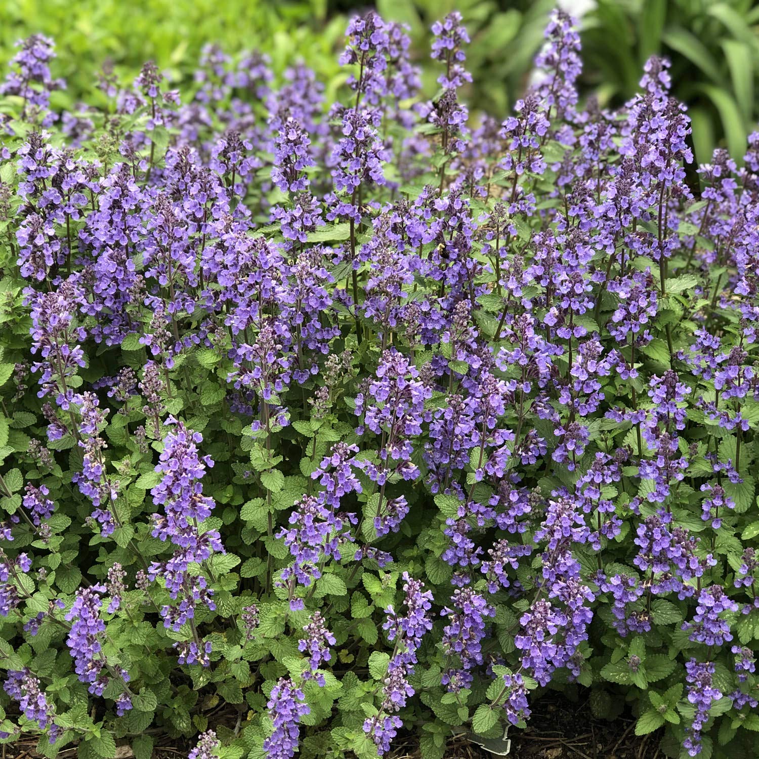 Heirloom Non-GMO Nepeta Mussinii Flower Seeds for Garden Planting – Fragrant Pollinator-Friendly Blooms