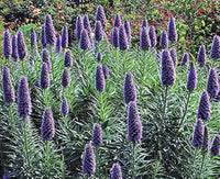 Madeira Flower Seeds for Planting, NON GMO Seeds