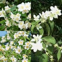 Philadelphus Coronarius Flower Seeds for Planting - 100 pcs