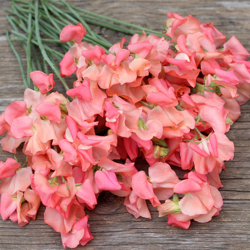 Sweet Pea Candyfloss Flower Seeds for Planting â€“ Fragrant Climbing Blooms, Heirloom & Non-GMO for planting in home garden