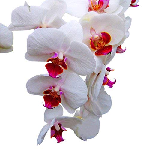 White Red Phalaenopsis Orchid Flower Seeds, Heirloom, Non-GMO Seeds for Planting