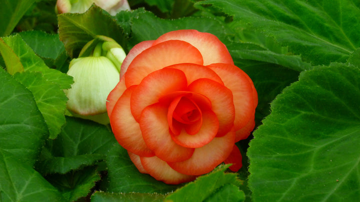 Heirloom Non-GMO Tuberous Begonia Flower Seeds for Planting – Lush Shade-Loving Blooming Seeds