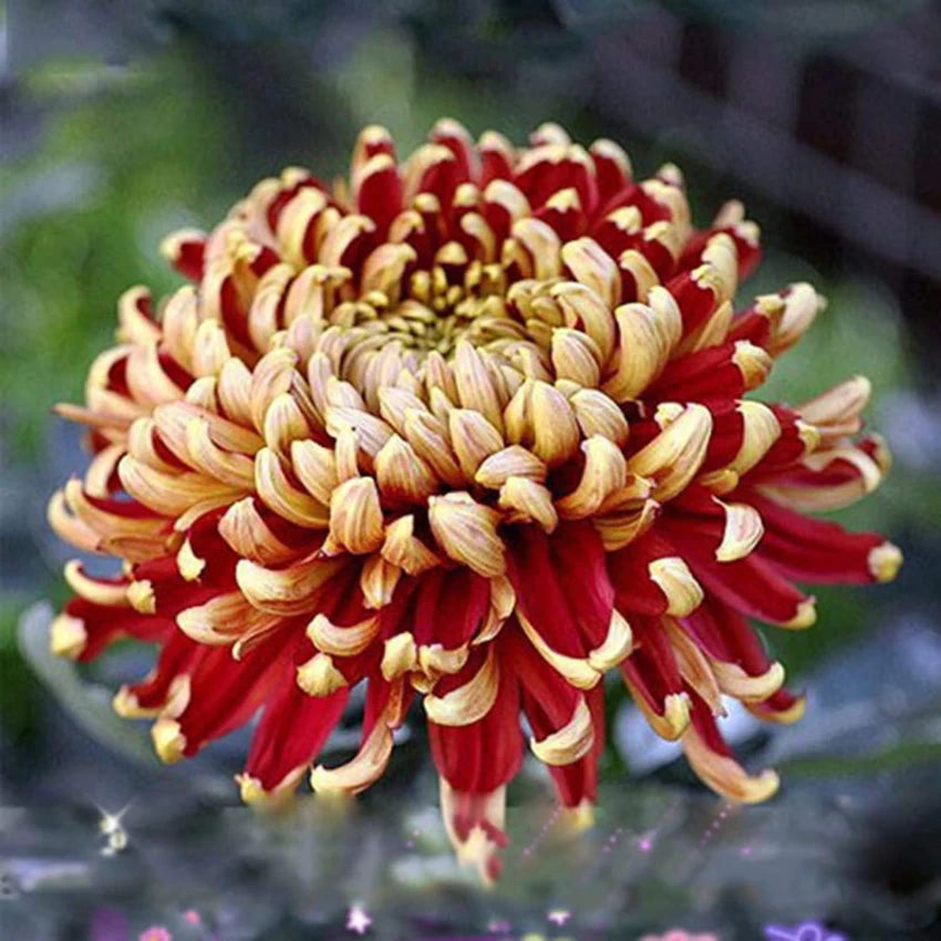 Yellow Red Chrysanthemum Flower Seeds for Planting - NON GMO Seeds
