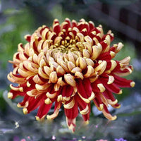 Yellow Red Chrysanthemum Flower Seeds for Planting - NON GMO Seeds