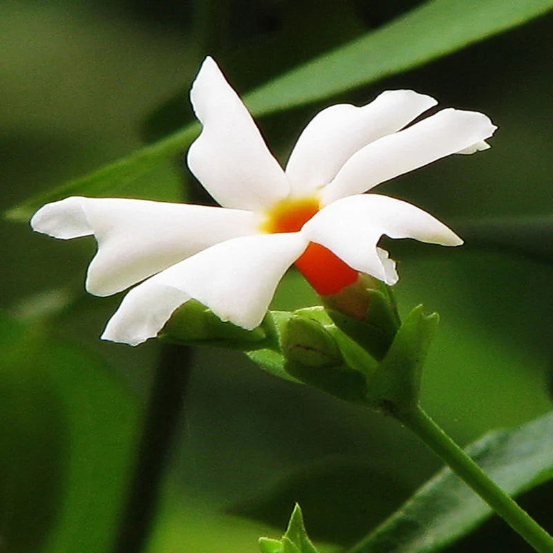 Coral Jasmine Flower Seeds for Planting - NON GMO Seeds