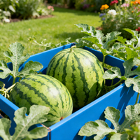 Blue Watermelon Garden Seeds for Planting – Heirloom Organic Non-GMO with Consistent Germination