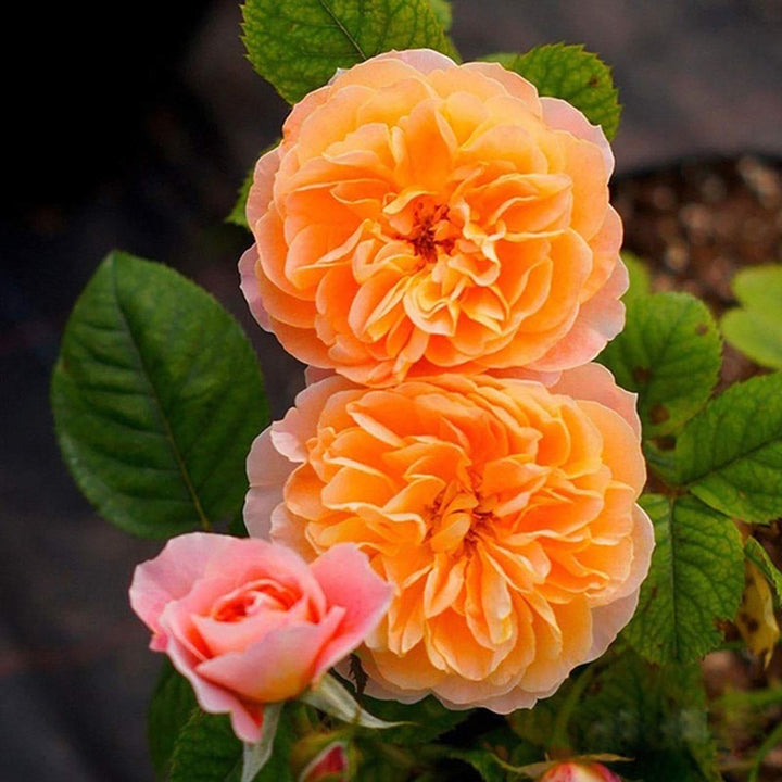 Full Orange Climbing Rose Plant Seeds for Planting Non-GMO Heirloom Garden Seeds for Growing