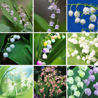 Heirloom Mixed Bell Orchid Flower Seeds – Non-GMO Rare Blooms for Garden Planting