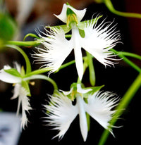 Radiata White Seeds for Planting – Organic, Heirloom, Non-GMO Flower Seeds