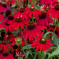 Heirloom Non-GMO Red Perennial Flower Seeds for Planting – Bold and Vibrant Garden Bloom Seeds
