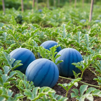 Organic Blue Watermelon Planting Seeds – Heirloom Non-GMO Variety with Reliable Germination