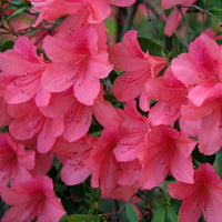 Pink Satsuki Azalea Flower Seeds – Heirloom Non-GMO Flower Seeds for Planting