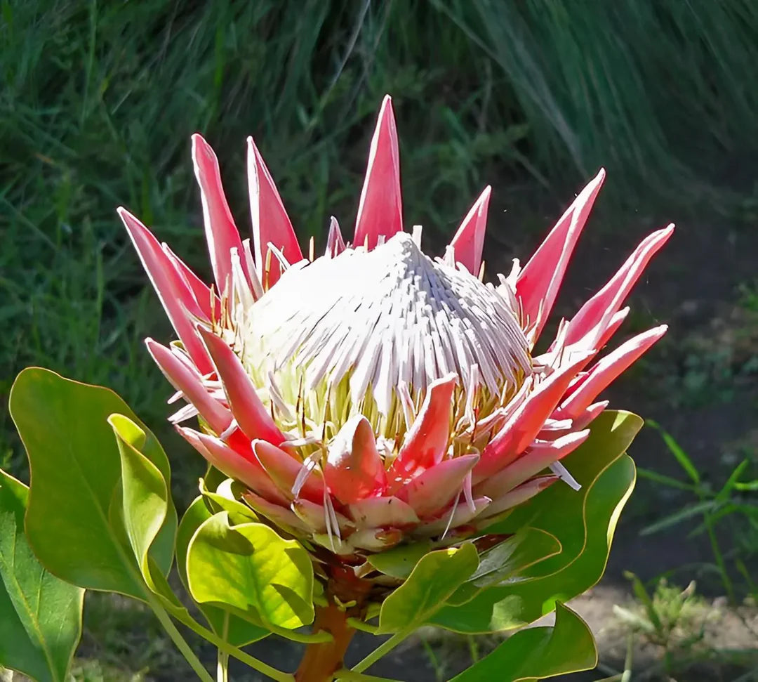 Heirloom Non-GMO Protea Cynaroides Flower Seeds for Striking Garden Landscapes and Outdoor Planting