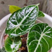 Heirloom Alocasia Leaf Plant Seeds, Non-GMO Ornamental Foliage for Planting
