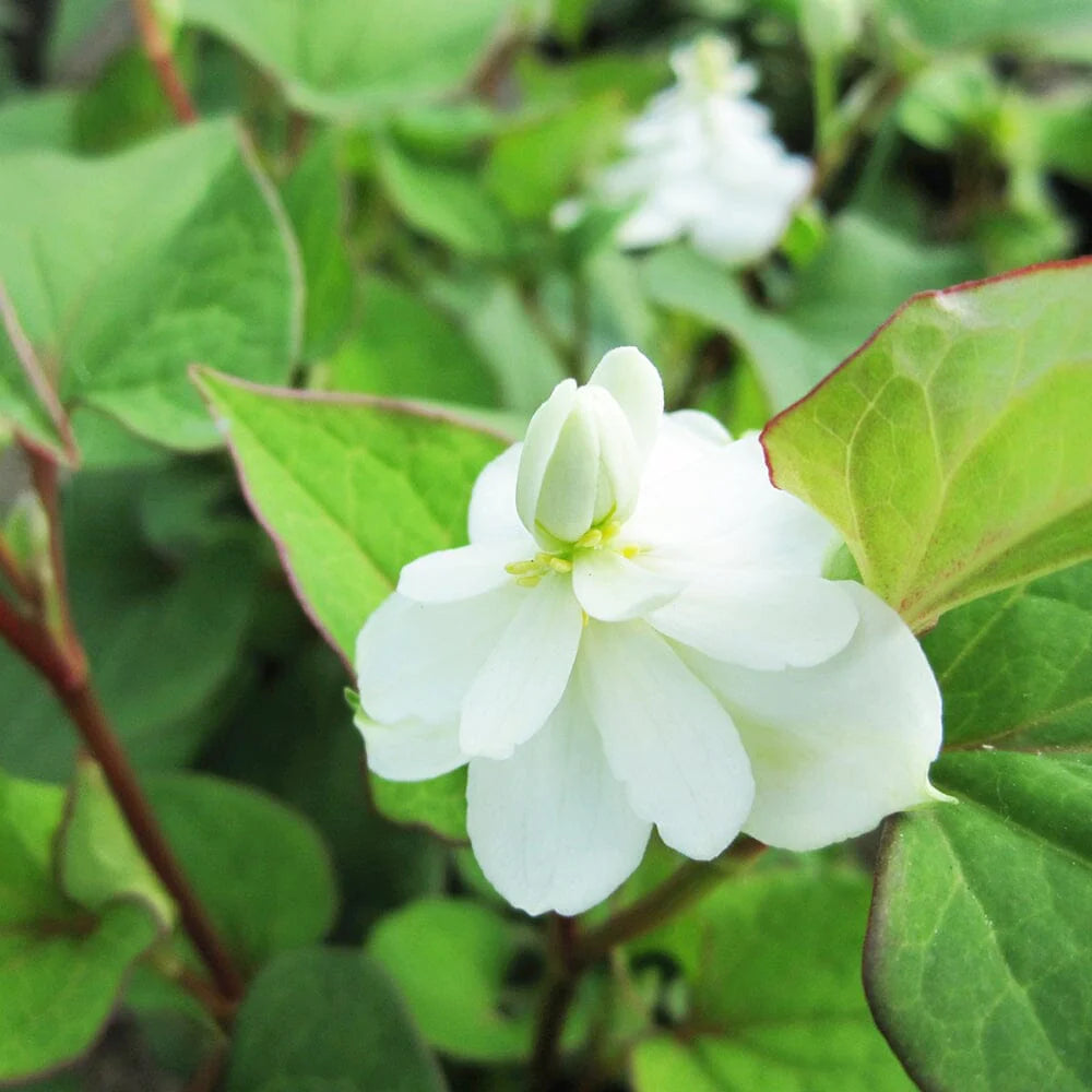 Heirloom Houttuynia Flower Seeds, Non-GMO Ornamental and Medicinal Blooms for Garden Planting