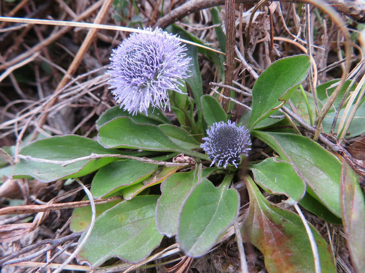 Heirloom Non-GMO Globularia Flower Seeds for Delicate Garden Edges and Seasonal Planting