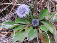 Heirloom Non-GMO Globularia Flower Seeds for Delicate Garden Edges and Seasonal Planting