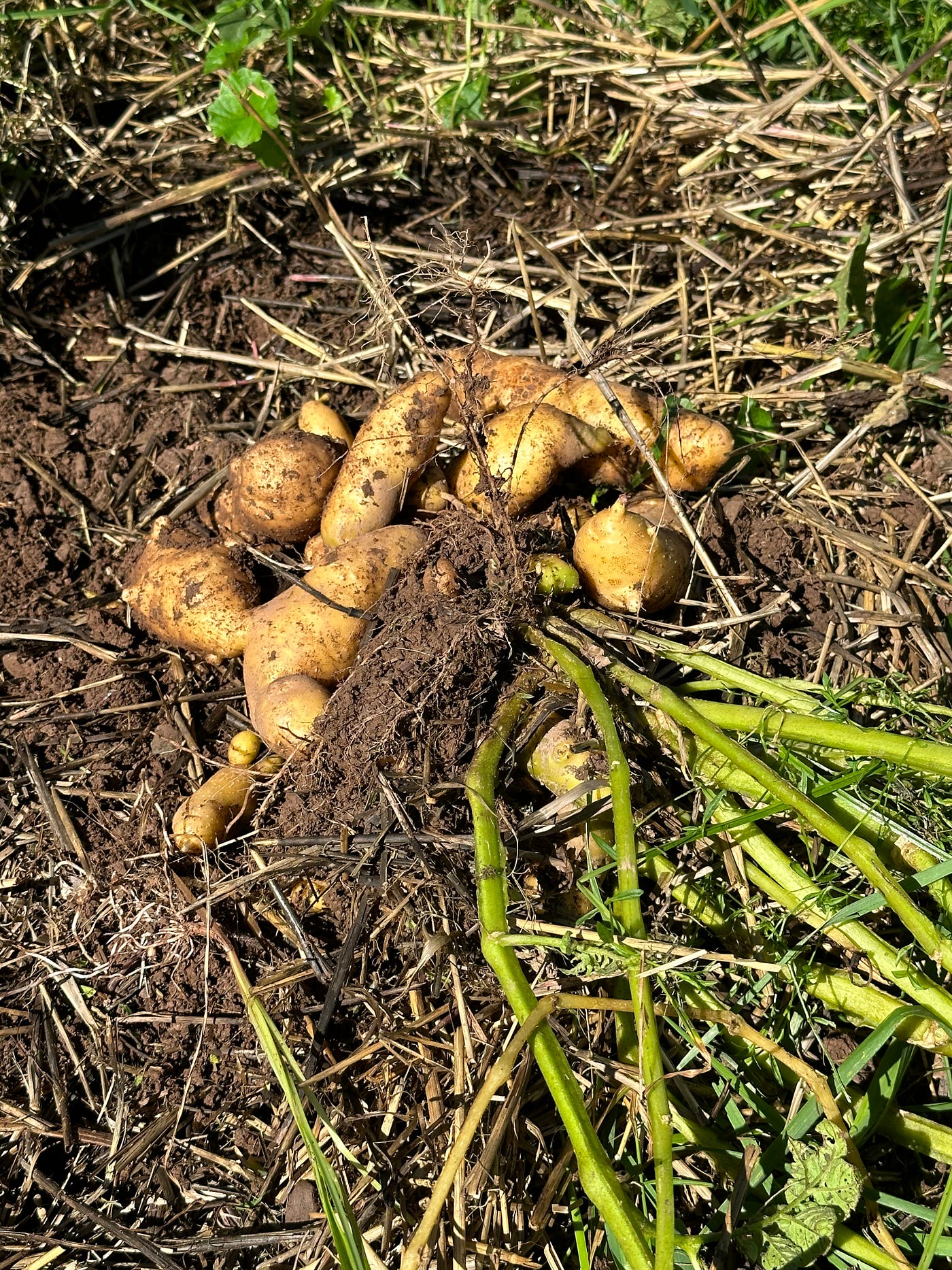 Banana Fingerling Potato Vegetable Seeds – Thin-Skinned and Creamy Texture