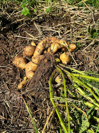 Banana Fingerling Potato Vegetable Seeds – Thin-Skinned and Creamy Texture