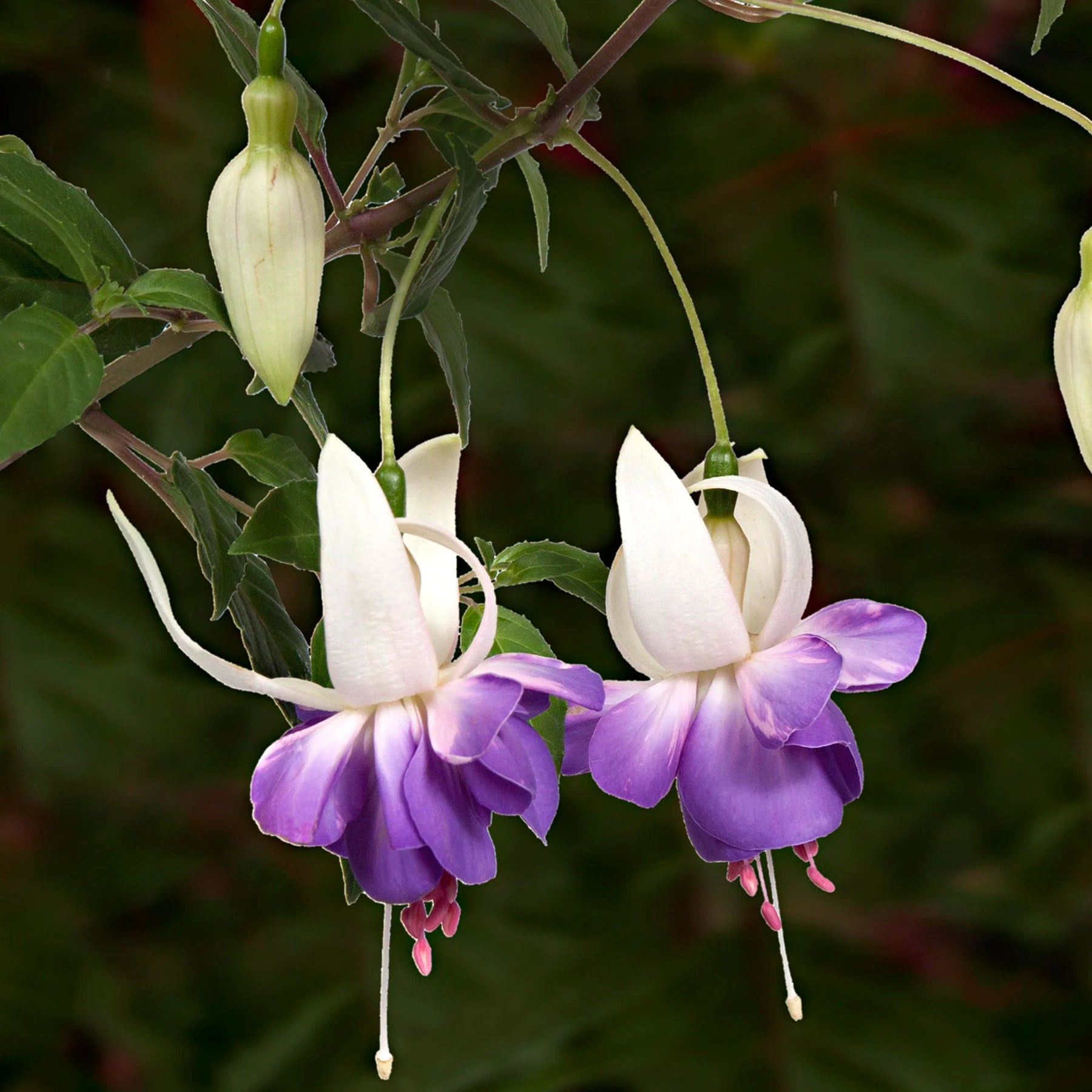 Purple White Fuchsia Flower Seeds – Heirloom Non-GMO Seeds for Colorful Garden Displays