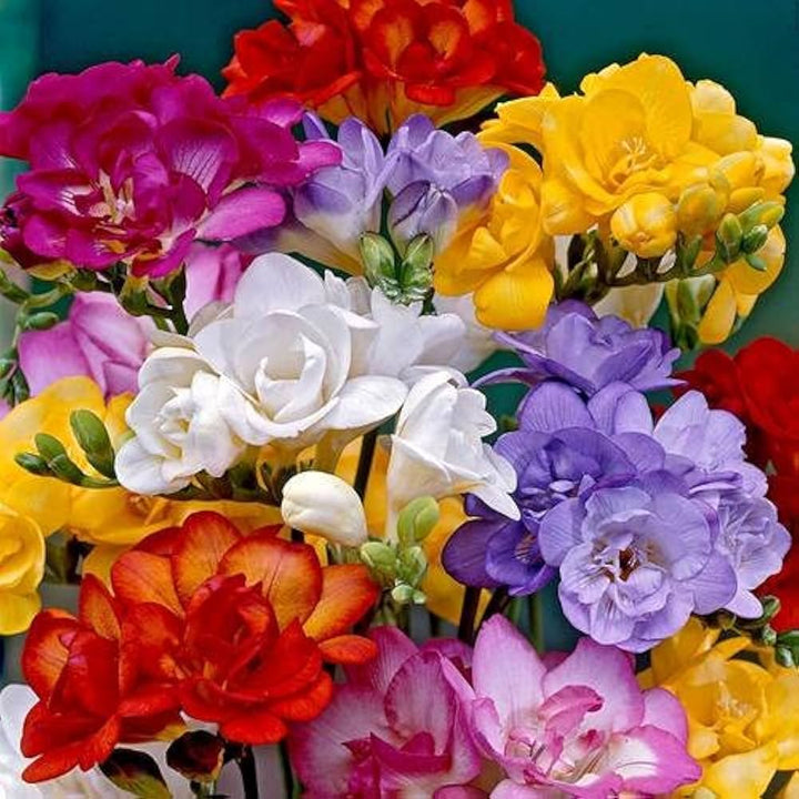 Heirloom Non-GMO Fresia Flower Seeds for Vibrant Garden Blooms and Outdoor Planting