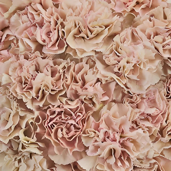 Carnation Flower Seeds Brown for Planting NON GMO Seeds