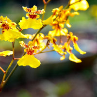 Heirloom Non-GMO Butterfly Orchid Flower Seeds | Yellow-Brown Exotic Blooms for Home Gardens